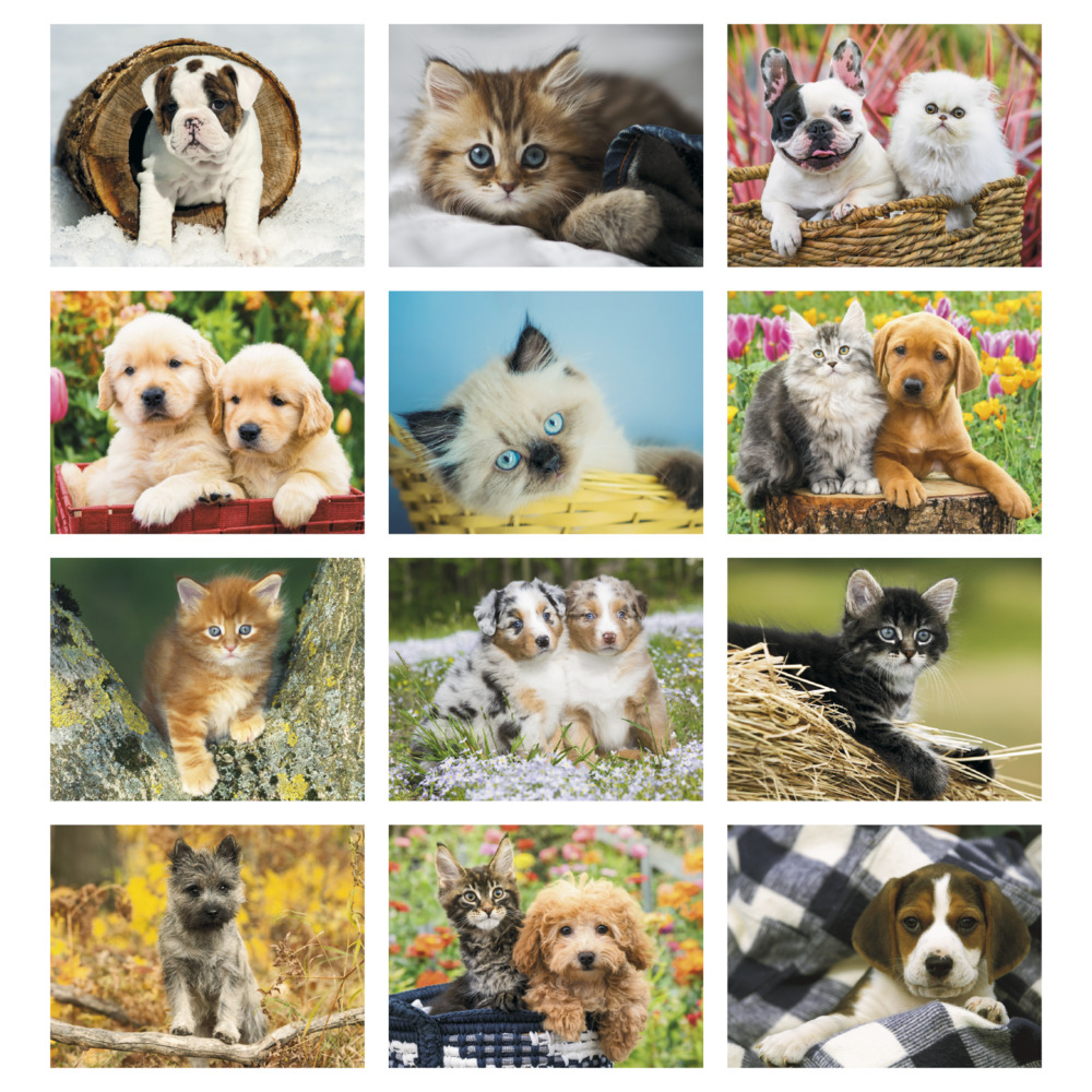 Four_Paws_Appointment_Calendar_Spiral_months-27