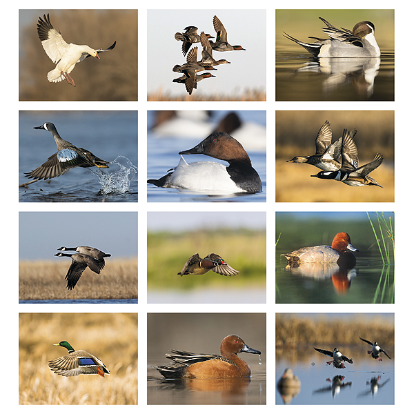 Waterfowl-13-Month-Stapled-Calendar_26_Months-1.jpg